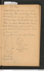 Seite 19, Tagebuch "Diluvium | Getzersdorf | Statzendorf | Willendorf | Mießling-Tal | Höhlen in Kremstal" (NHMW-PRAE-BBB-04)